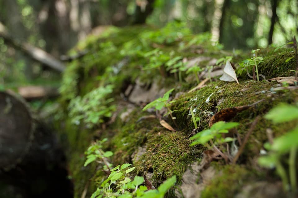 Forêt - SQUOOSH Lorène Moris réflexologue plantaire à Libramont