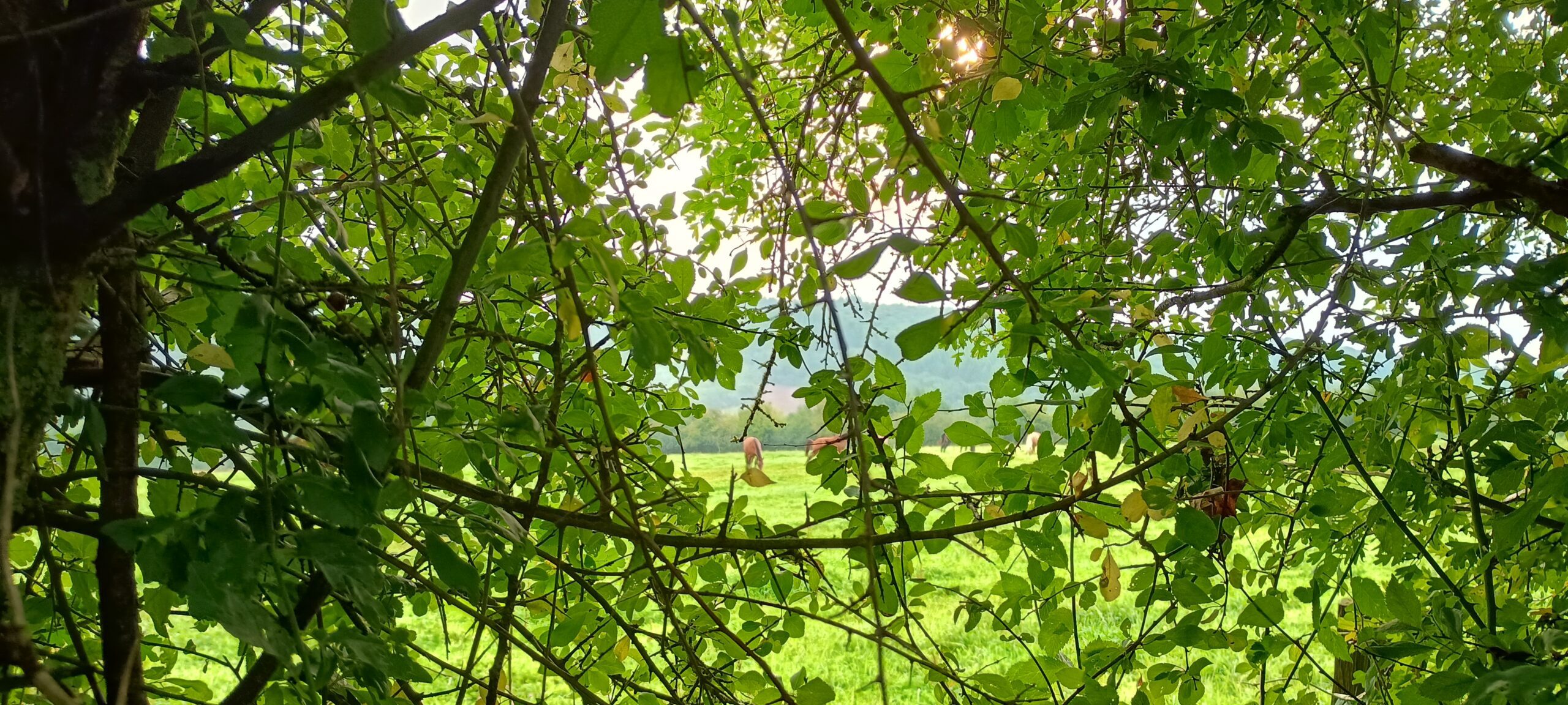 IMG_20250809_080503415_HDR